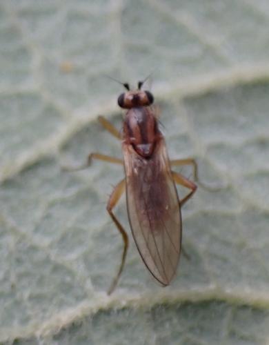 Réf. 327 093 : Lonchoptera tristis